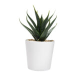 KTC 750 B - SET DE PLANTAS ALISO BLANCO (BLANCO / PLASTICO / CARTON) - Imagen 5